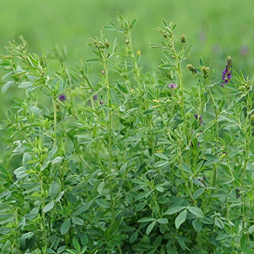 Semi di erba medica biologica - semi di trifoglio resistente perenne - semi per giardinieri arte del giardino piante erbe semi di letti rialzati vecchie variet 150 Pezzi