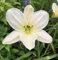 Taglilie Dads Best White - Hemerocallis cultorum