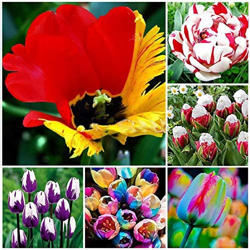 Portal Cool 02: 200 Stücke Seltene Regenbogen Tulpenzwiebeln Samen Blumensamen Hausgarten Decor Pflanzen