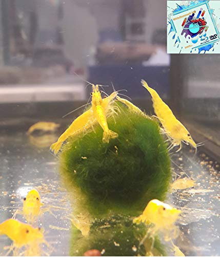 Topbilliger Tiere Yellow fire Garnele Neocaridina - 1x