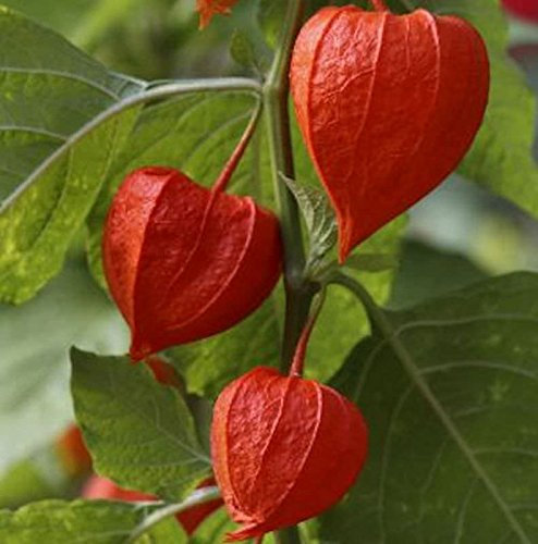 Lampionblume Gigantea - Physalis alkekengi