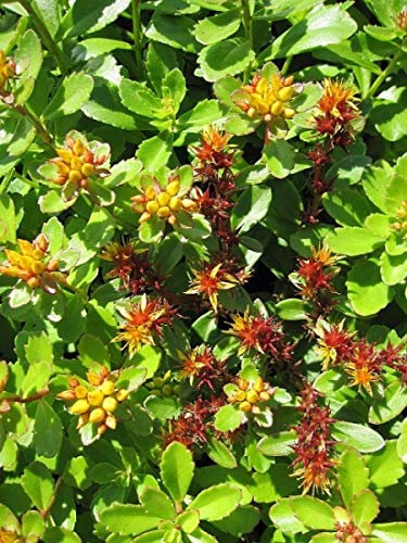Kamtschatka-Fetthenne - Sedum kamtschaticum Stückzahl Rabatt 10er-Paket