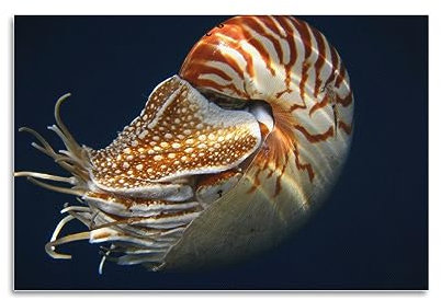 WELYK Sea Life Poster Nautilus Belauensis Poster, dekoratives Gemälde, Leinwand, Wandposter und Kunstdruck, modernes Familienschlafzimmer-Dekor-Poster, 40 x 60 cm