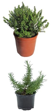 Pack Plantas Aromáticas: Romero + Tomillo Naturales Plantas de Cocina