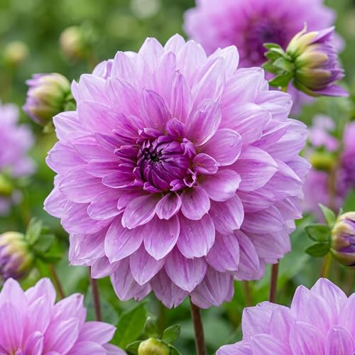 Dahlien Knollen - 5 Zwiebeln - Dekorative Dahlie Lila Blumenzwiebeln - Echte Pflanzen aus Holland - Für Garten, Töpfe und Balkon (kein Samen, nicht künstlich, nicht winterhart)