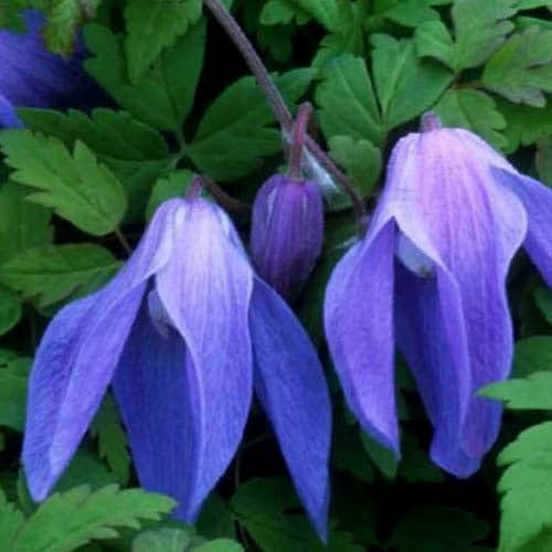 Plant World Seeds - Clematis Alpina 'Frances Rivis' Seeds (Climber Seeds)