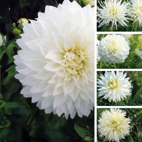 Bulbes (racines tubéreuses) de DAHLIA | Bulbes provenant des meilleurs producteurs néerlandais | Sélection et contrôle | Floraison garantie. (5 Dahlia Nuances de Blanc - Floraison 100 jours)