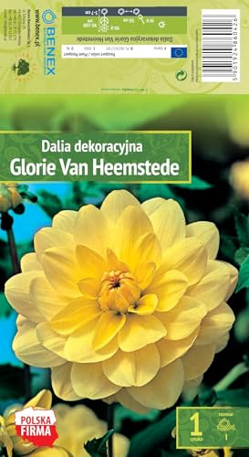 AGRONOM | DAHLIAS - GLORIE VAN HE. | Bulbes de fleurs vivaces | Fleurs jaunes | Cultivées dans les jardins fleuris, en pots et dans les pelouses fleuries | 1 bulbe