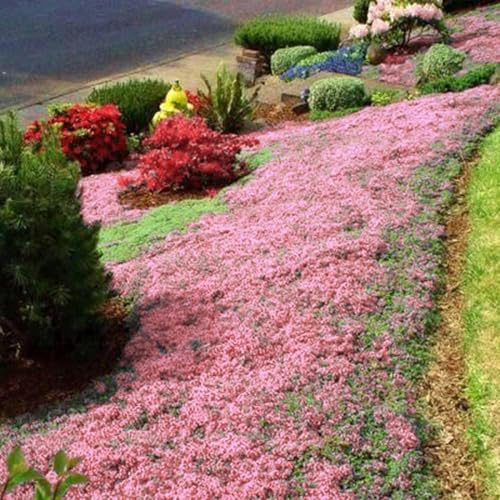 20000+ Pinker Kriech-Thymian – Mehrjähriger Bodendecker, bienenfreundlich & leicht zu züchten, ideal für Steingärten & Gehwege