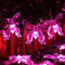KINGCOO Schmetterling Lichterketten, Wasserdichte 16FT 20LED Butterfly Solar Lampe Dekorative Leuchten für Party Hochzeit Garten Veranda Balkon Weihnachtsfee Beleuchtung Dekorationen (Rosa)