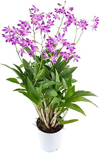 Fangblatt - Dendrobium kingianum Berry Oda - traumhafte Orchidee mit lila Blüten - Zimmerpflanze im Ø 12 cm Topf