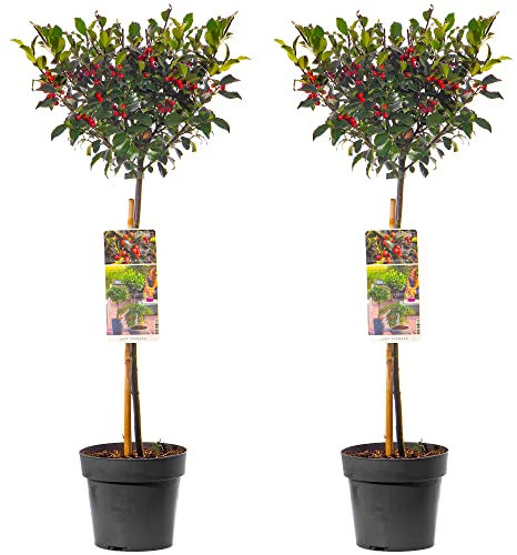 Standard Holly Tree - 2 Pack | Hardy Evergreen Ornamental Lollipop Shape | Low Maintenance | for Patio, Garden, Entrance