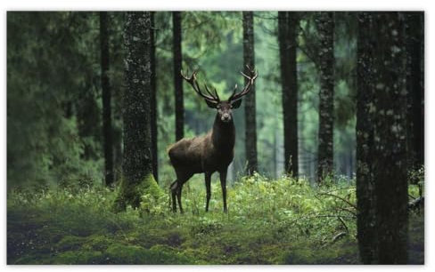 Tapete Vlies 416x254cm Schöne Hirsche Im Wald Nr. H3898M_TV5BE