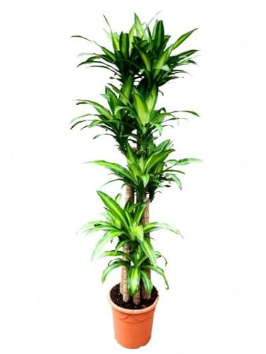 Planta Natural Grande Tronco del Brasil Dracaena Fragrans Massangeana 3 Troncos