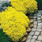 PERZOE 700 Pz Semi di Timo Strisciante Copertura del Terreno Tappeto Perenne Fioritura Giardino Pianta Decor Semi di Crescione Roccioso Giallo