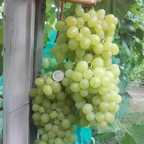 Weintraube Kischmisch Zimus kernlose helle Weinrebe Vitis vinifera 1 Liter Topfballen