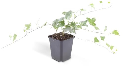 Exotenherz Bodendecker - Efeu - Hedera helix 'Glacier' - 9cm Topf - Set mit 60 Pflanzen
