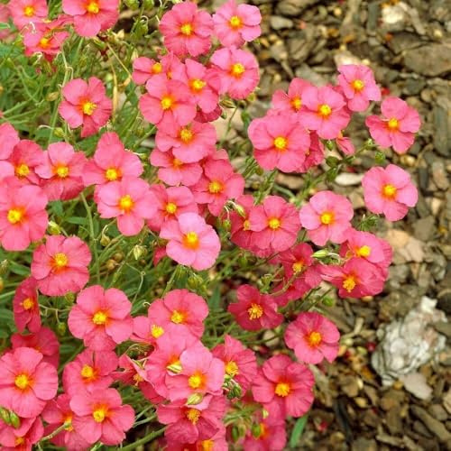 Plant Theory 9cm Pot Helianthemum Ben Hope Rock Rose Alpines Perennial