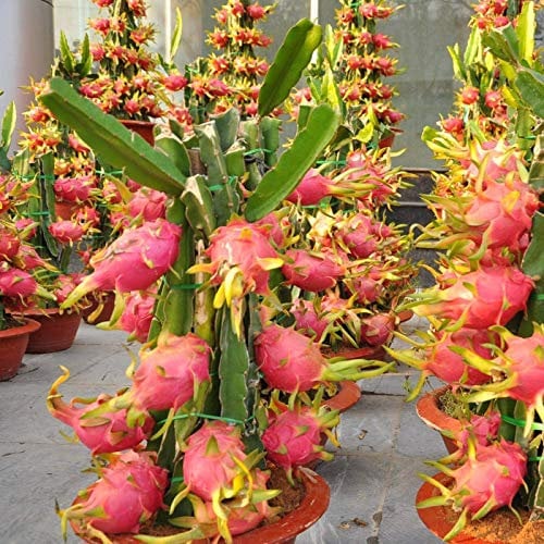 1 PIANTA DI PITAYA ROSSA, 30-40 CM, FRUTTO DEL DRAGO, VARIETA' AUTOFERTILE ZAMORANO/GUYUTE VIVAI VALTELLINA