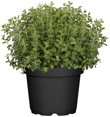 Planta de Orégano PREMIUM - Planta Natural para Cocinar - Hierbas Provenzales Naturales para Huerto Urbano
