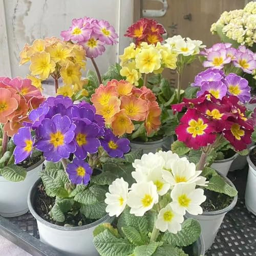 15 pcs primeln samen winterhart gewächshaus balkon blumendeko blumen Primula malacoides, pflanzen für balkonkästen winterhart balkonblumen bodendecker winterhart wildblumensamen exotische
