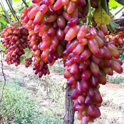 Winterharte Traubenwurzeln, Fingertrauben, süße Trauben, kernlose Trauben, natürlich, Traubenwurzelpflanzen, einfach zu züchten-1 Weinreben pflanzen-B