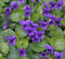 Portal Cool 15+ Viola odorata Queen Charlotte, Viola/commestibili perenne Ombra Semi di Fiore