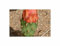 Pcs - 2x Opuntia Karwinskiana Moyenne Ornement - Cactus Plantes - Graines ID1711 - Seeds & Plants Shop by Ipsa