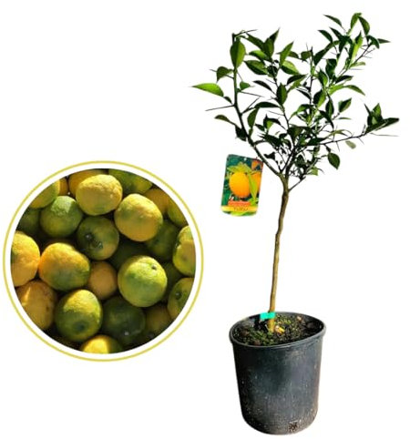 Vivaio Garden Forest Pianta di Yuzu, Citrus Junos, Vaso 20cm, Pianta di agrumi, H 80/90cm, Pianta vera, Frutto profumato, Frutto saporito, Yuzu, Polpa, Molto aromatico, Origine Giappone
