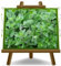 Origanum Majorana - Oregano - aromatische Pflanze auf Topf 14