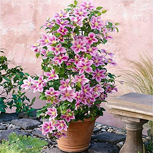 2 x Clematis Piilu - 2 x piante rampicanti a fioritura pluriennale – Invernale dura – 2 x 1,5 litri