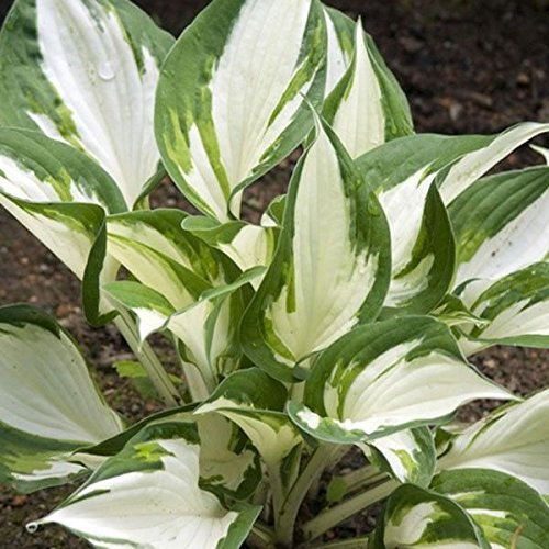 Hosta 'Fire and Ice' Perennial Garden Plug Plants 'Large Plugs' Pack x6