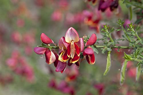 Besenginster Cytisus scoparius Red Wings 60-80 cm winterhart