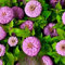 Zinnia Dahlia 'Dream' Pastel Purple - 240 Seeds (Zinnia elegans) + Freebie + Plant tag
