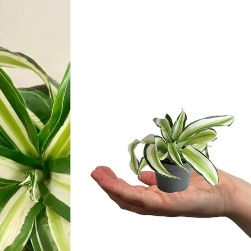 Carbeth Plants - 1 x Dragon Tree Dracaena Malaika in 6cm Pot - Air Purifying Evergreen Foliage Mini Indoor Plant - Easy to Care for Beginner Friendly Houseplant - Ideal for Bathroom & Bedroom Decor