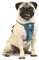 Kurgo TRU-Fit Hundegeschirr, Crash-Test-erprobtes Auto-Sicherheitsgurt, Für Hunde von 2 bis 5 kg, Größe S, Tinte Blau