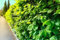 25 Hainbuchen 150-180cm frisch vom Feld Gartenhecke Heckenpflanzen Carpinus betulus Wurzelware