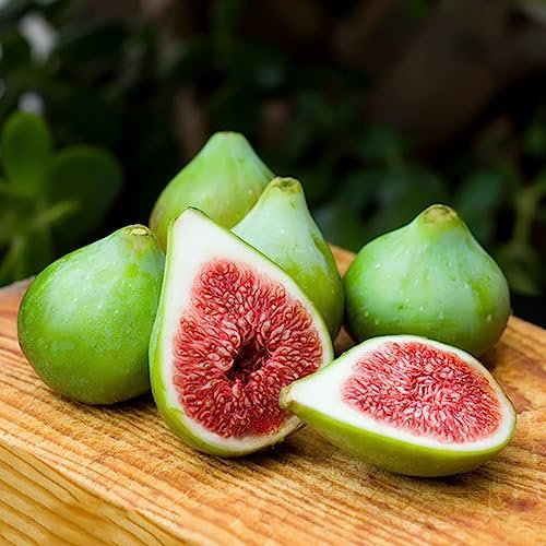 100 Stücke feigenbaum im topf, Feigen samen, obst samen, gewächshaus balkon (Ficus carica) feigenbaum samen, bonsaibaum, obst frisch geschenke für gartenfreunde feigenbaum kaufen,