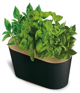 123 GARDEN Potager d'Intérieur avec Trio de Basilics, Kit de Culture Aromatique