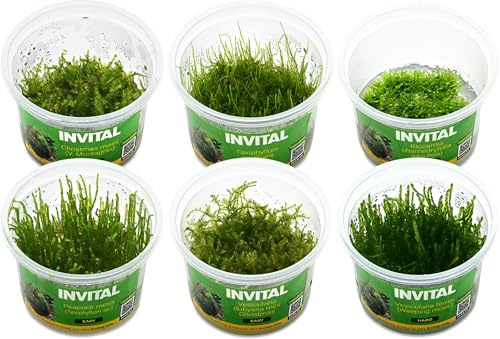 INVITAL Aquarium Pflanzen Set mit 6 Moosen, In-Vitro