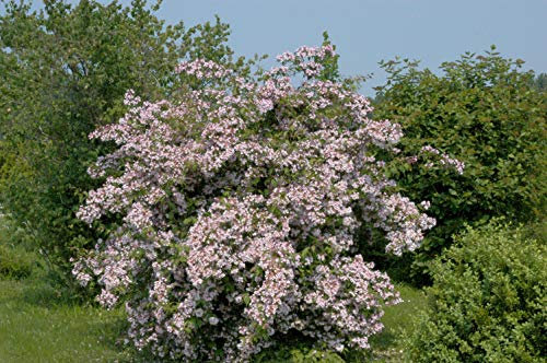 Perlmuttstrauch Kolkwitzia amabilis im Topf gewachsen ca. 60-100cm