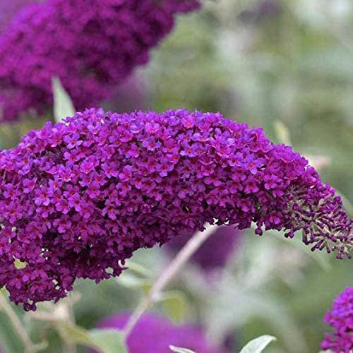 Sommerflieder Buddleja Pink Delight - Rosa, Mehrjährig und Winterhart