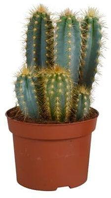 Kaktus | Säulenkaktus | Pilosocereus azureus | 1 Stück | Ø 12 cm | ↕ 22-27 cm | Pflegeleichte Zimmerpflanze