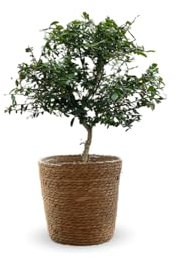 Attitude Jardin - Citron caviar rouge avec panier en jonc de mer - microcitrus australasica - agrume méditerranéen - arbre fruitier - 50-60 cm - ⌀ 22 cm