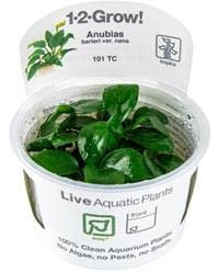 Tropica - Anubias barteri nana in vitro