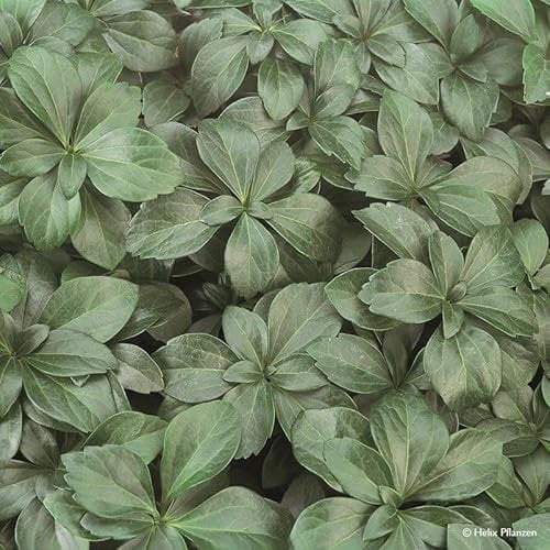 Niedriges Dickmännchen (Pachysandra terminalis 'Compacta'), 9 cm Topf, 12er-Set