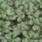 Niedriges Dickmännchen (Pachysandra terminalis 'Compacta'), 9 cm Topf, 12er-Set