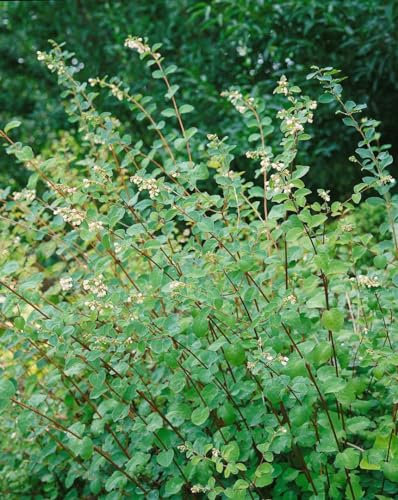Symphoricarpos doorenbosii 'Amethyst' 80-100 cm - Purpurbeere, rosa-lila Beeren, Herbstfärbung, ideal für Hecken, pflegeleicht und winterhart