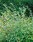 Symphoricarpos doorenbosii 'Amethyst' 80-100 cm - Purpurbeere, rosa-lila Beeren, Herbstfärbung, ideal für Hecken, pflegeleicht und winterhart