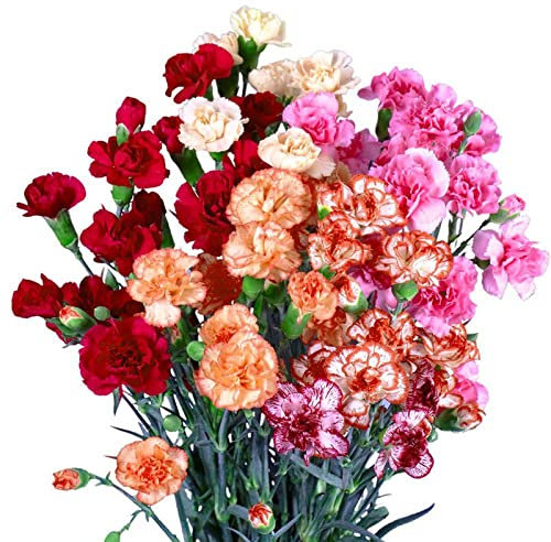 Maceta para plantas de jardín interiores,Semillas de clavel de jardín, semillas de flores de primavera fáciles de vivir en las cuatro estaciones, naranja, 5 cápsulas,Balcón Primavera Flores